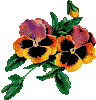 yellow and purple pansies